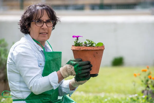 Bela Mulher Madura Vasos Flores Gerânio — Fotografia de Stock