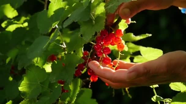 Bunch Currants Sunset Slow Motion — Stock Video