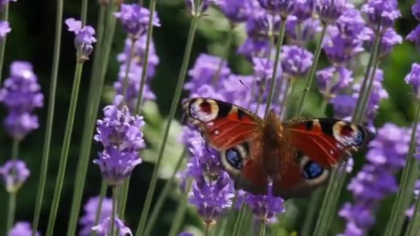Schöner Schmetterling Auf Lavendel — Stockvideo