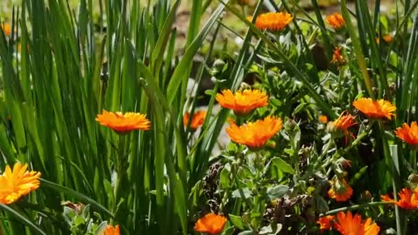 Nagietek Calendula Officinalis Kwiat Ogrodzie — Wideo stockowe