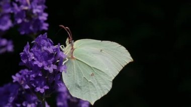 güzel beyaz kelebek Lavanta üzerinde