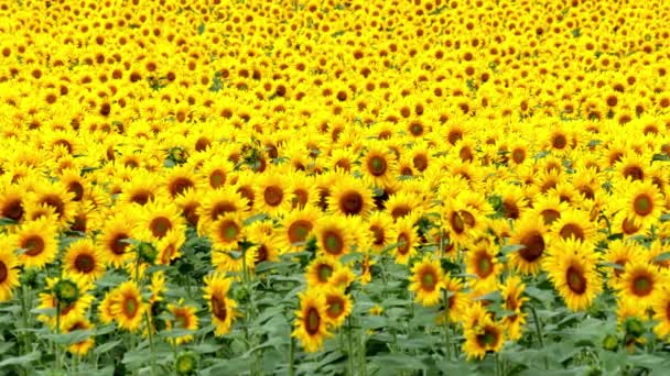 Campo Girasoles Paisaje Verano — Vídeos de Stock