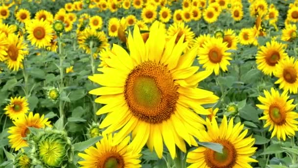 gros plan de tournesols dans les champs en été 