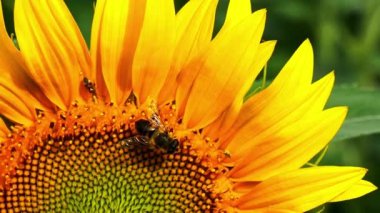 Ayçiçeği arılara alanında ile yaz yakın çekim