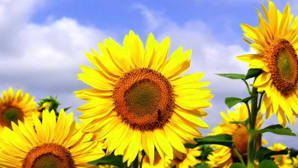 Close Van Zonnebloemen Met Bijen Veld Zomer — Stockvideo