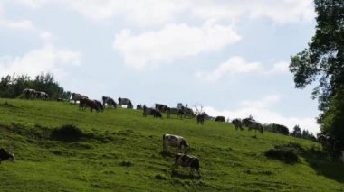 inek sürüsü otlatmak Mountain mera içinde