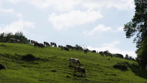 Manada Vacas Pastam Nas Pastagens Montanha — Vídeo de Stock