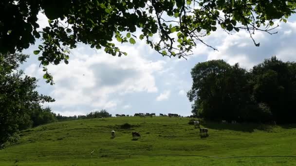 Troupeau Vaches Paissent Dans Les Pâturages Montagne — Video