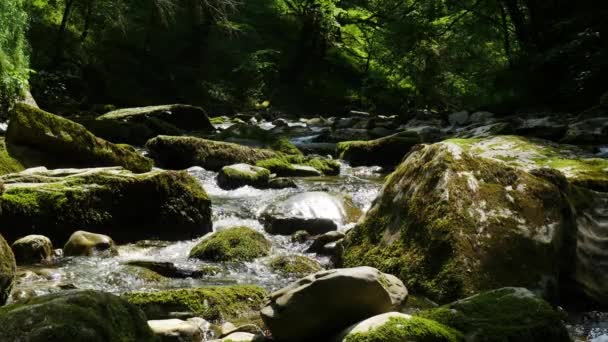 Liten Flod Skogen Berget — Stockvideo