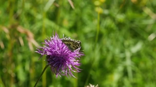 Beau Papillon Sur Fleur Violette — Video