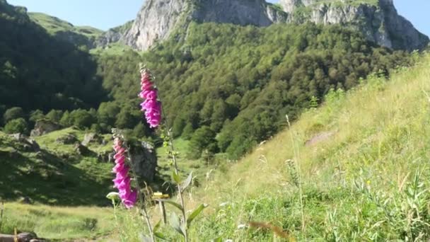 山の中の美しい花 — ストック動画