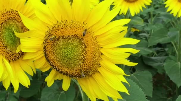 Närbild Solrosor Med Bin Fältet Sommaren — Stockvideo