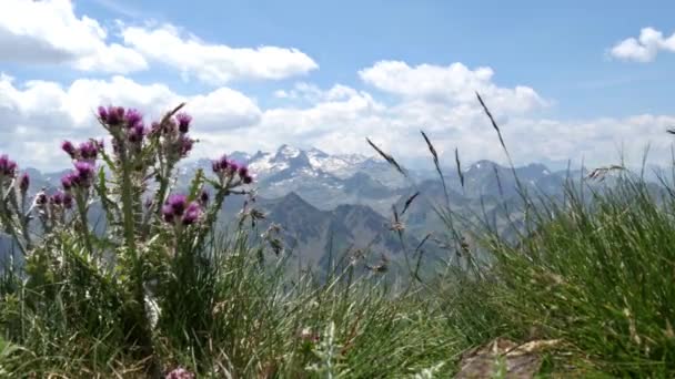 Flores Bonitas Nas Montanhas — Vídeo de Stock