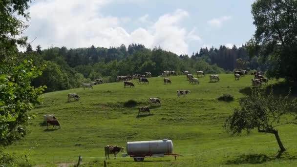 Stádo Krav Pasou Pastvinách Mountain — Stock video