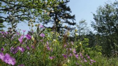 Dağlarda güzel çiçekler