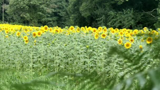 Campo Girasoles Paisaje Verano — Vídeos de Stock