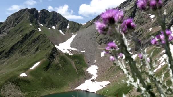 Hermosas Flores Las Montañas — Vídeos de Stock