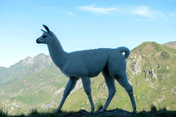 Lama Pastando Las Montañas Los Pirineos Franceses — Foto de Stock