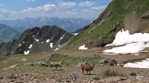 Lama Pastando Nas Montanhas Francesas — Vídeo de Stock