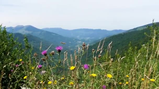 Hermosas Flores Las Montañas — Vídeo de stock