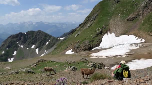 Mulher Fotografando Lhamas Montanha — Vídeo de Stock