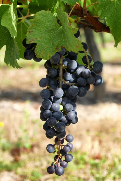 Une Grappe Raisins Noirs Avec Des Feuilles — Photo