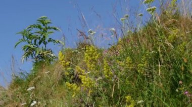 Dağlarda güzel çiçekler