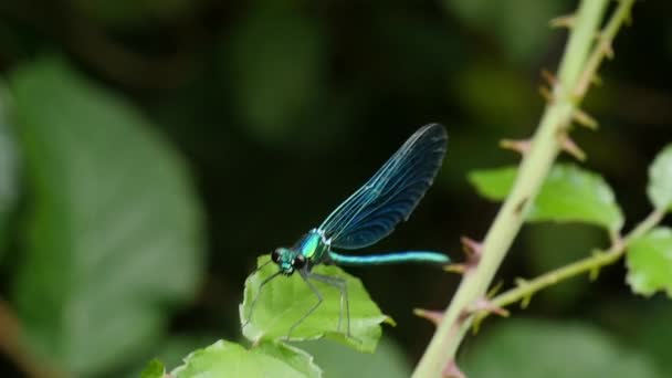 Nahaufnahme Einer Blauen Libelle — Stockvideo