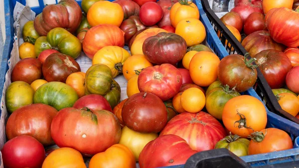 Verschillende Rustieke Tomaten Uit Markt — Stockfoto