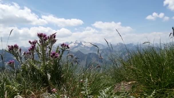 山上美丽的花朵 — 图库视频影像