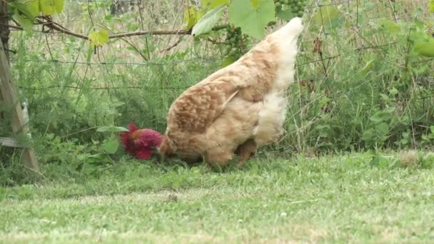 Poule Picore Sur Pelouse — Video