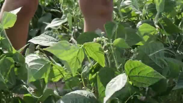 女性が庭で緑色の豆を選んで — ストック動画