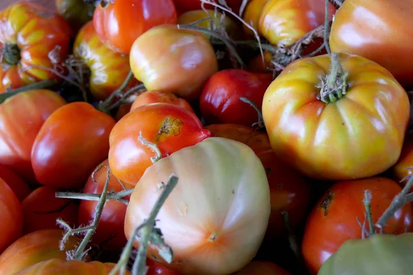 Verschillende Rustieke Tomaten Uit Tuin — Stockfoto