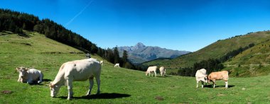 otlatma mera arka plan üzerinde Pic du Midi Pyrenees içinde inek sürüsü
