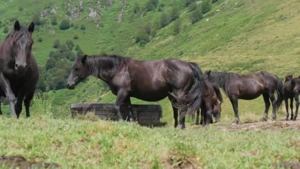 chevaux noirs pâturant dans les alpages, en montagne 