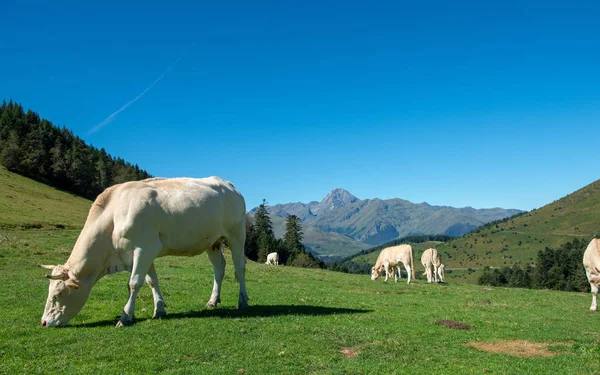 Herd Cows Grazing Pastures Pyrenees Pic Midi Background — Stock Photo, Image