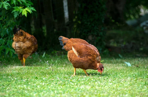 Two Chickens Pecking Green Lawn — Stock Photo, Image