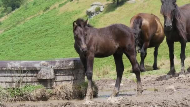 山の牧草地で黒い子馬ドリンク — ストック動画