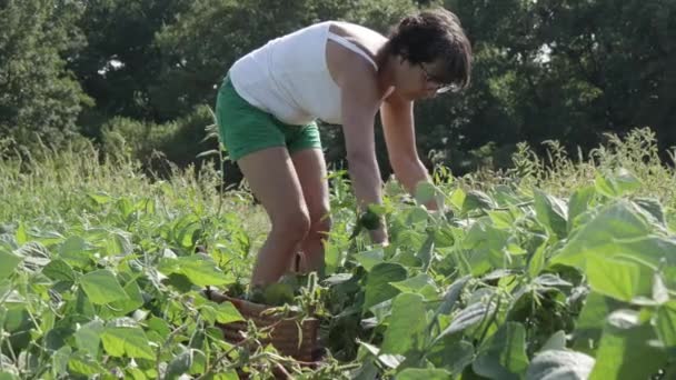 Mujer Está Recogiendo Judías Verdes Jardín — Vídeos de Stock