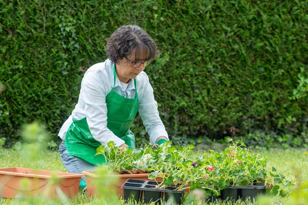 Una Mujer Madura Maceta Flores Geranio — Foto de Stock