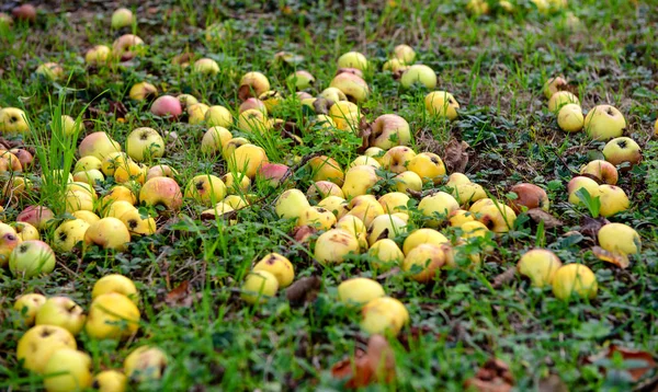 Яблука Впали Траву Осінній Сезон — стокове фото