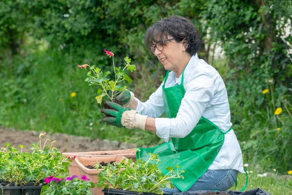 Una Mujer Madura Maceta Flores Geranio — Foto de Stock