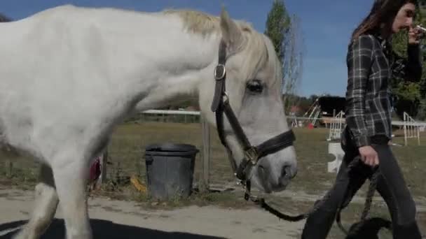 白い馬と若い女性ライダー — ストック動画