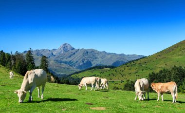 otlatma mera arka plan üzerinde Pic du Midi Pyrenees içinde inek sürüsü