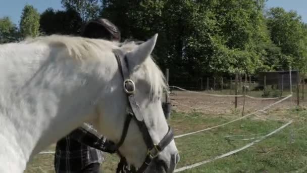 Jovem Mulher Cavaleiro Com Cavalo Branco — Vídeo de Stock