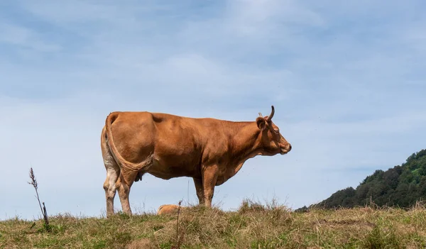 Une Vache Brune Pâturant Dans Pâturage Montagne — Photo