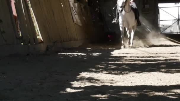 Gros Plan Des Jambes Cheval — Video