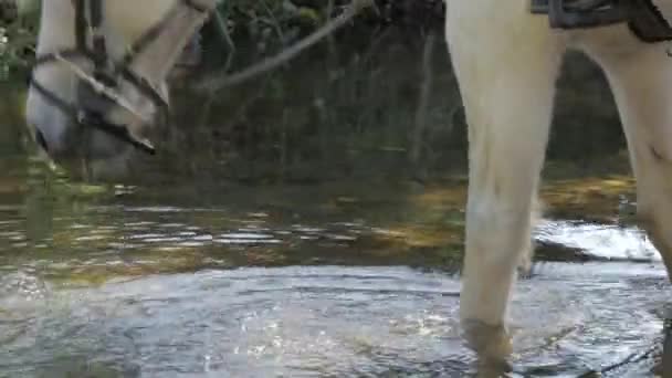 Cavalo Branco Água Potável Rio — Vídeo de Stock