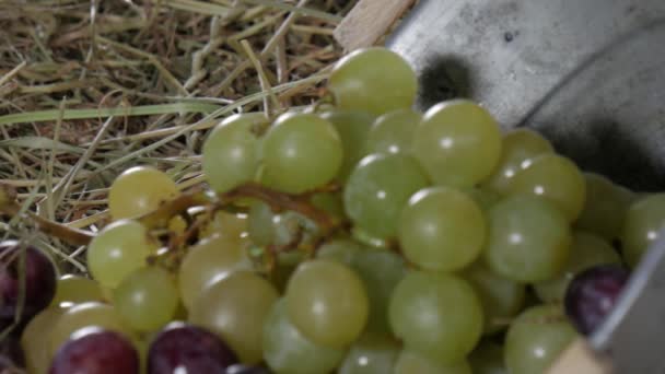 フランス チーズをストローで赤と白のブドウの房します — ストック動画
