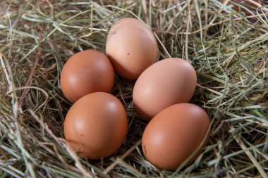 taze çiftlik yumurtaları saman üzerinde